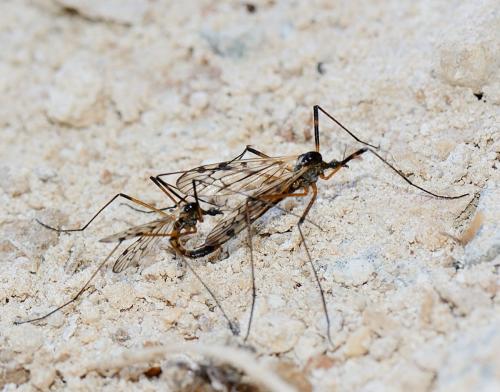 Réf. 279 311 : Limonia maculipennis
